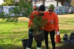 Plantaciones 2025