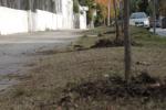 Plantaciones 2017